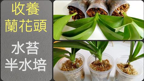 種蘭花材料|蘭花種植材料使用指南：水苔、樹皮等，使用步驟全攻略 